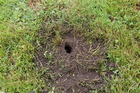Do Moles Dig Holes In Lawns At Robertsstroudo Blog
