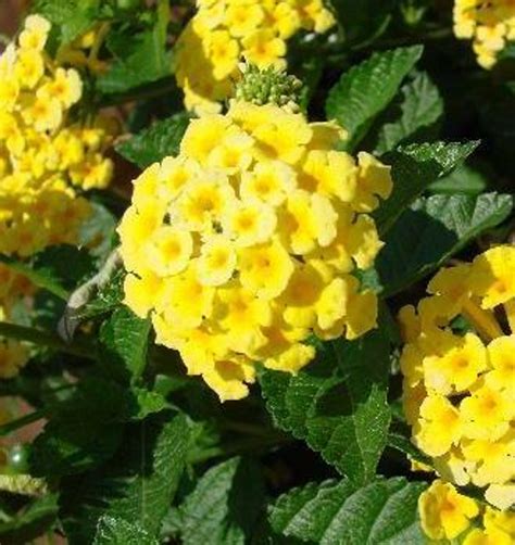 Lantana Chapel Hill Yellow Perennial Plant Sale Shipped From Grower