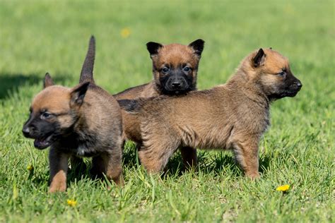 8 Facts About Belgian Malinois Greenfield Puppies