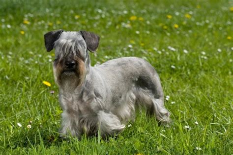 Cesky Terrier Dogs Breed Information Temperament Size And Price