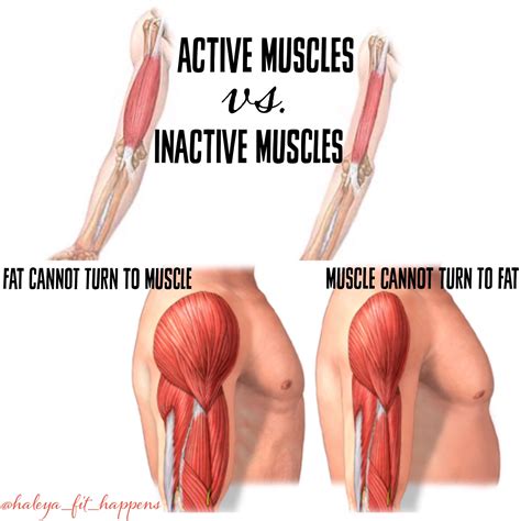 Fit Happens Active Vs Inactive Muscles