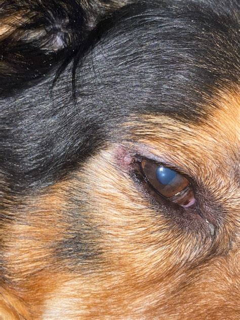 Ive Noticed An Inflamed Bump On The Outside Of My Dogs Eye Today I