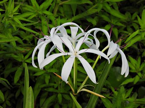 Crinum Lilies Tips For Care Of The Crinum Plant