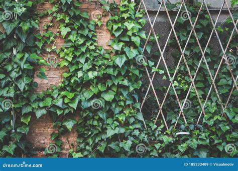 Green Ivy Plant Climbing The Brick Wall Stock Image Image Of Grid