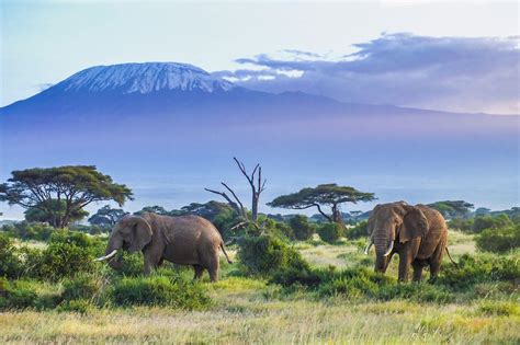 The 10 Best Countries For An African Safari World Of Wanderlust