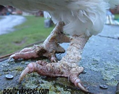 How To Treat Scaly Leg Mite In Chickens