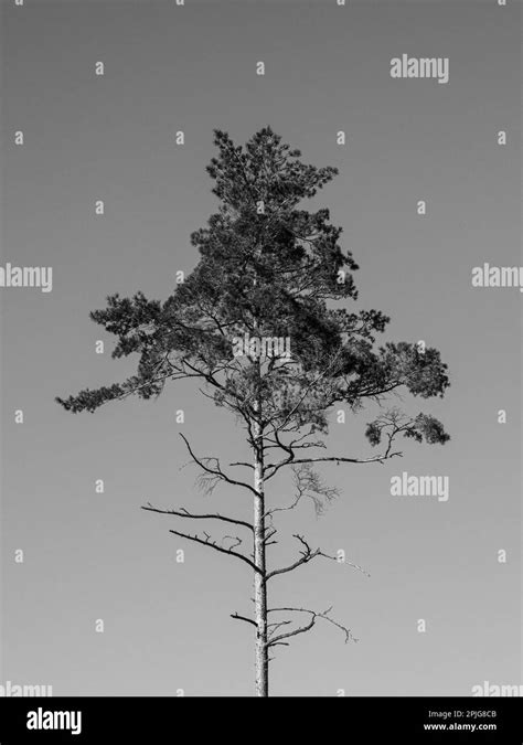 Blackandwhite Photography Of Tall Tree Stock Photo Alamy