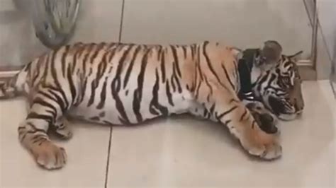 Tigre De Bengala En Neza Hombre Presume Cachorro Y Lo Detienen N