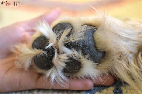 Maybe you would like to learn more about one of these? Walter's Dog Balm - Soothing a Dry Dog Nose and Cracked Paws