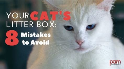 Your Cat S Litter Box 8 Mistakes To Avoid