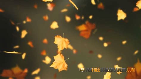 Falling Leaves Screensaver — Perfect Autum Screensavers Youtube