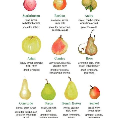 Pear Varieties Explained By Wholefoods Ive Been Snacking On Anjou