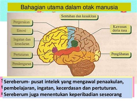 Bahagian Otak Dan Fungsinya