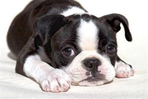 More About Playfull Boston Terrier Puppies Grooming