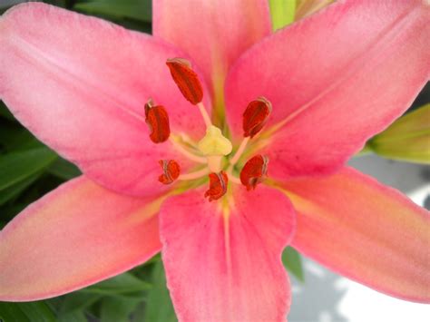 Pink Lily Free Stock Photo Public Domain Pictures