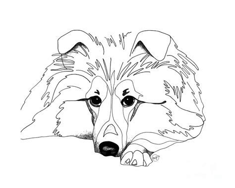 Sheltie Coloring Pages 49 Best Cute Shelties Images On Pinterest