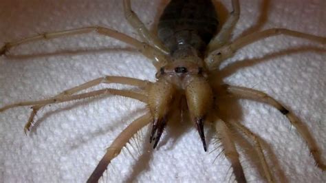 The most distinctive feature of the camel spider is the pair also, even if it is an arachnid, it isn't a spider, since not all arachnids are spiders. My Giant Camel Spider has passed away... - YouTube