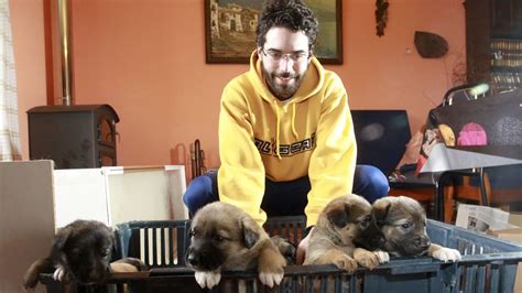 El Informático Que Busca Un Hogar Para Siete Cachorros Abandonados
