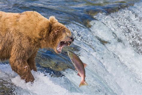 Alaska Wildlife Photo Gallery
