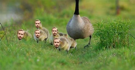 Ryan Goslings Album On Imgur