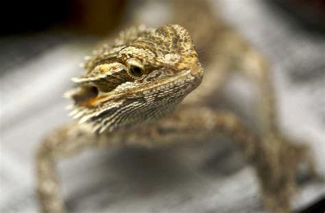 Different Types Of Bearded Dragon Bearded Dragon Care