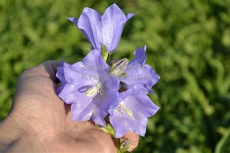 Campanula Persicifolia Taikon Blue Zvonek Broskvolistý