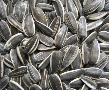 Kemudian bunga ini juga memiliki banyak sekali manfaatnya bagi kesehatan, salah satunya bijinya yang bisa diolah menjadi makanan kuaci. CARA MEMBUAT KWACI BIJI BUNGA MATAHARI ATAU BIJI SEMANGKA