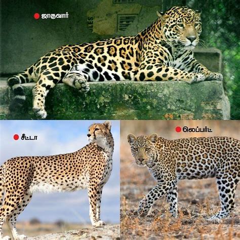 How To Spot The Difference Between A Cheetah A Leopard And A Jaguar