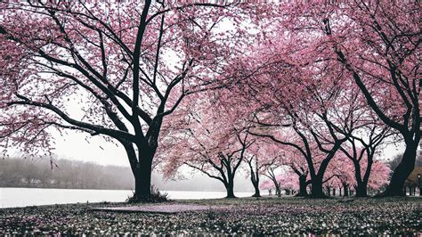 1 background 1.1 early life 2 personality 3 appearance 4. Download wallpaper 1920x1080 sakura, trees, flowering, flowers, blooming full hd, hdtv, fhd ...