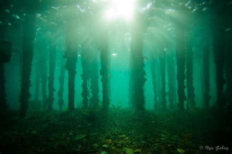 Underwater Forest Underwater Forest Landscape Drawings