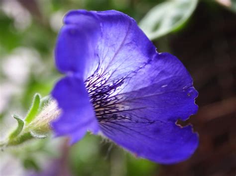 Purple Veins By Photophilippa On Deviantart
