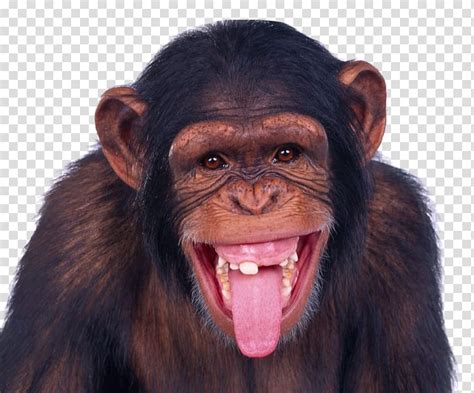 Chimpanzee Showing His Tongue Out Monkey Chimpanzee Ape Monkey