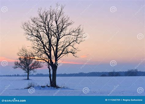 Trees Silhouettes Winter Sunset Stock Image Image Of Colorful