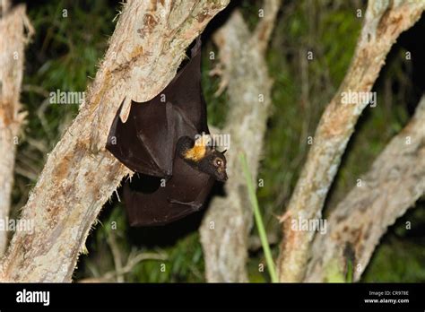 Flying Fox Pteropus Conspicillatus Atherton Tablelands Queensland
