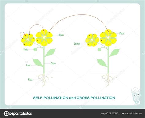 Self Pollination Cross Pollination Pollination Flowering Plants Scheme Biology Botany Stock