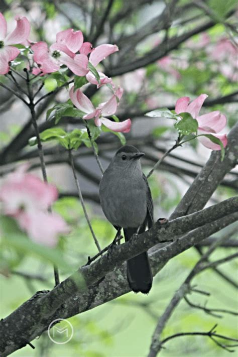 How To Attract Catbirds To Your Backyard Mother 2 Mother Blog