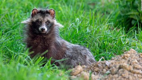 Racoon Dogs On The Loose In An English Village Cnn