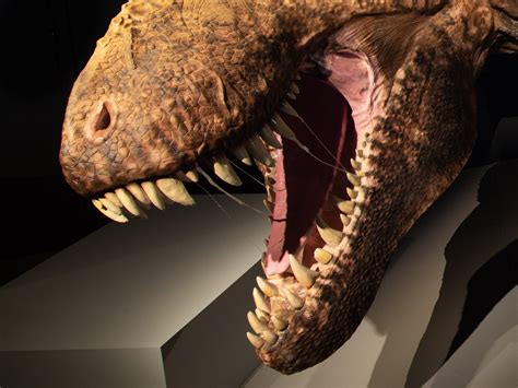 What The Tyrannosaurus Rex Really Looked Like Readers Digest