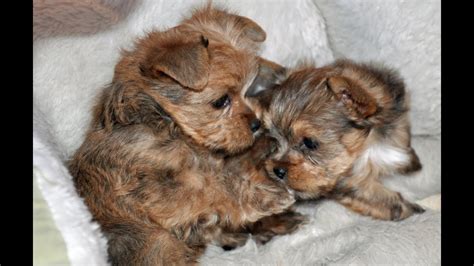 We did not find results for: Yorkie Puppies 6 weeks old - YouTube