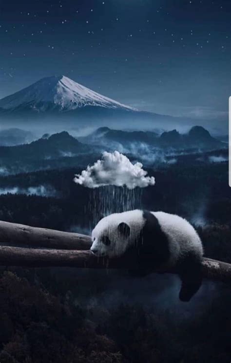 Pin By Amanda Sah On Manda Panda In 2022 Cute Animal Photos Cute