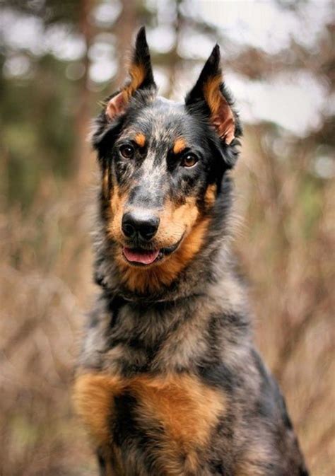 Beauceron Puppies For Sale France