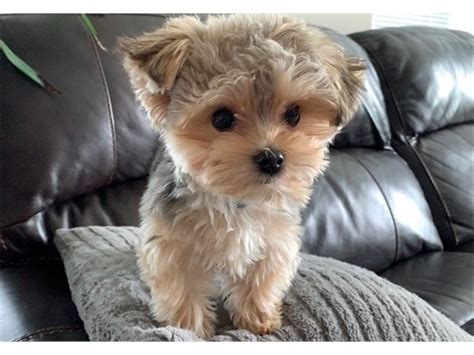 Cute Morkie Puppy Pets Los Angeles Ca