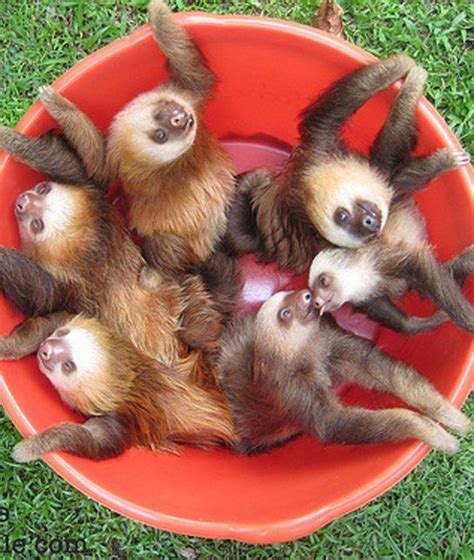 Sloths 12 Adorable Litters Of Baby Animals Cute Animals Baby Sloth