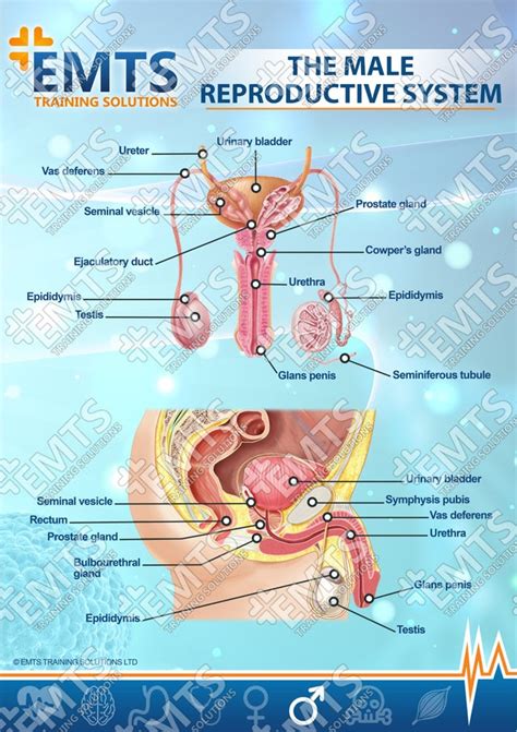 Male Reproductive System Duct System