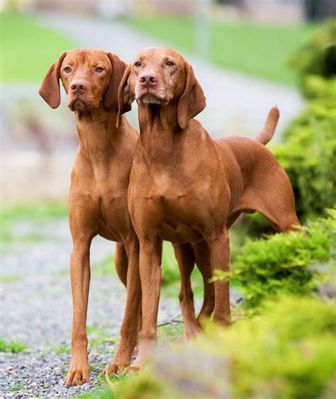 Hungarian Vizsla Vs Appenzell Mountain Dog Breed Comparison