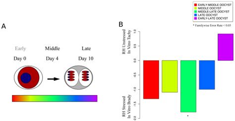 Oocyst Development Induces Genes In Common With Bradyzoite Development