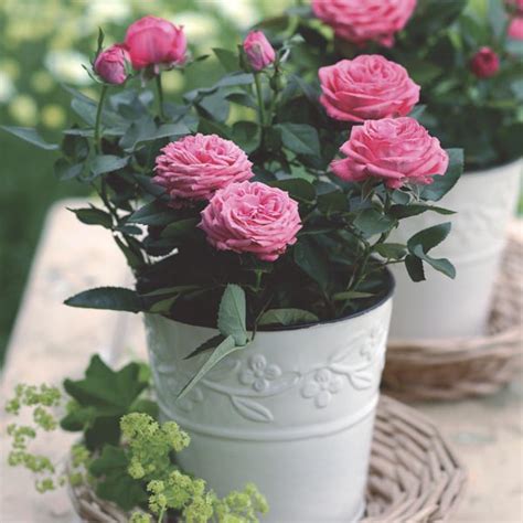 Miniature Rose Indoors Rosa Hybrid Mygardenlife