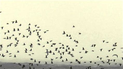 More Wood Pigeon Migration At Portland Bill Dorset On 13th November