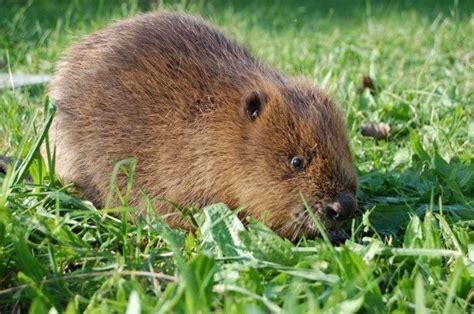 Beaver On Grass By Derek Gow Beaver River Otter Animals