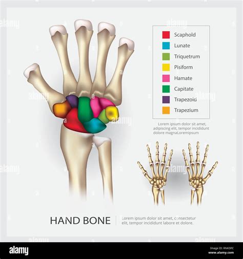 Human Bone Anatomy Hand Hand Wrist And Arm Bones Quiz For Anatomy